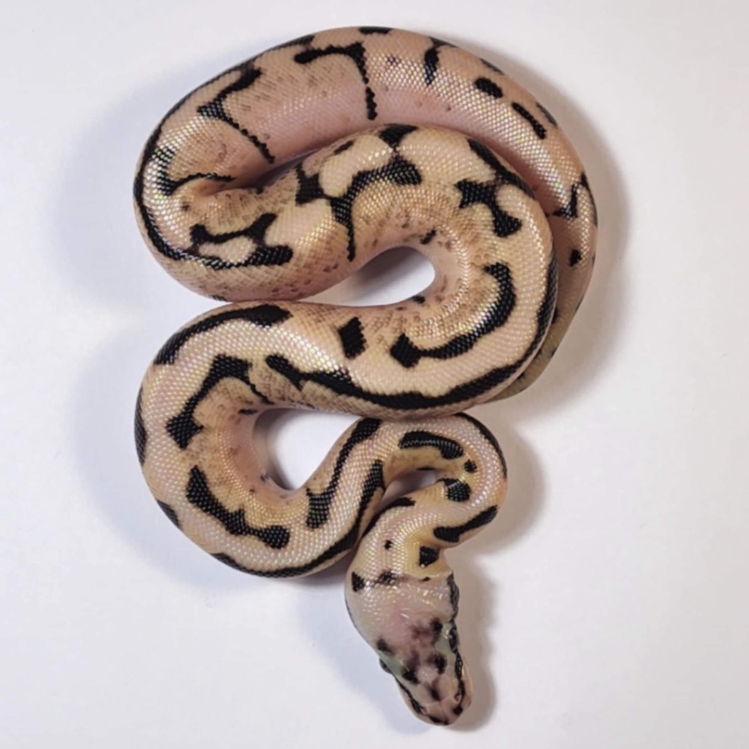 The best Ball python · Repttown