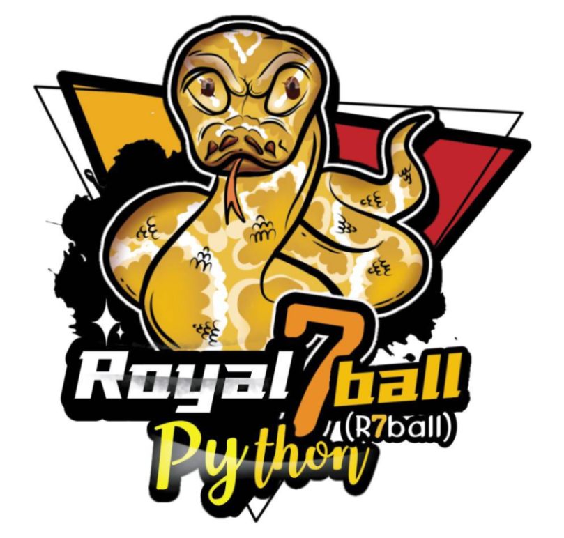 Royal 7 Ball Pythons 