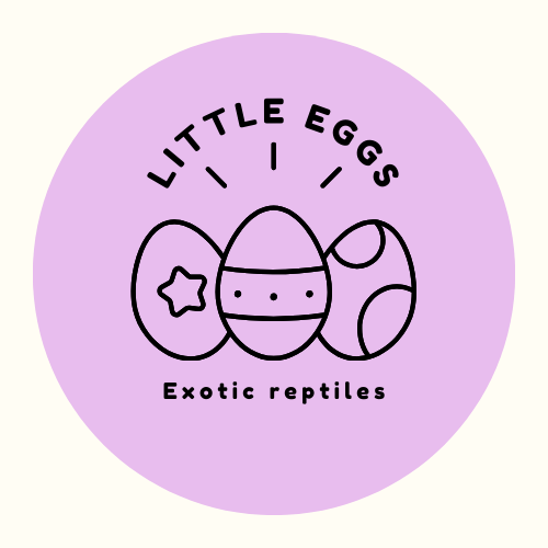 Little Eggs exotic reptiles